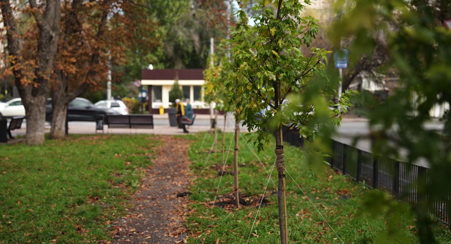 На центральных улицах Саратова высадили клены, липы и сирень